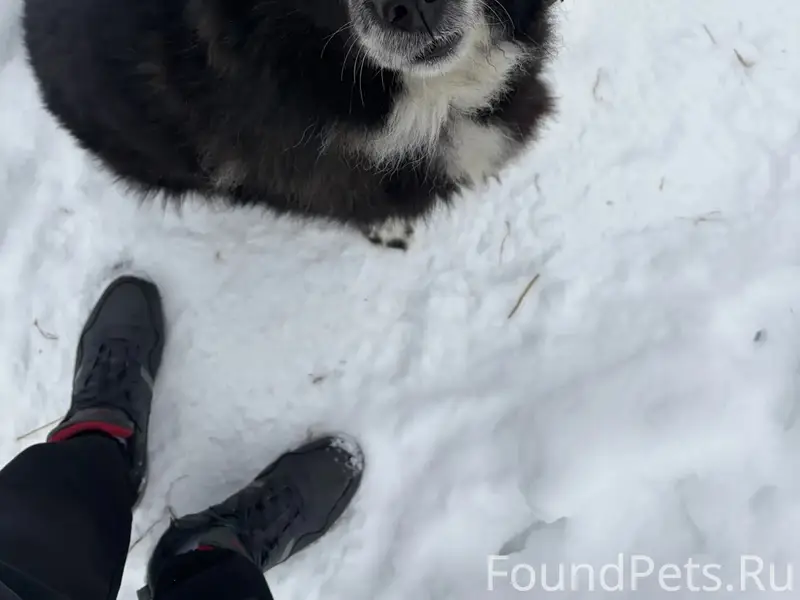 Пропал пёс Малыш, Богородский округ