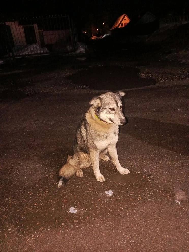 Найден тип собака, Ельня, Ногинский район