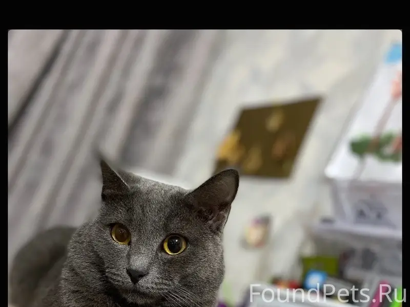 Пропал кот, район Терешковой 4а