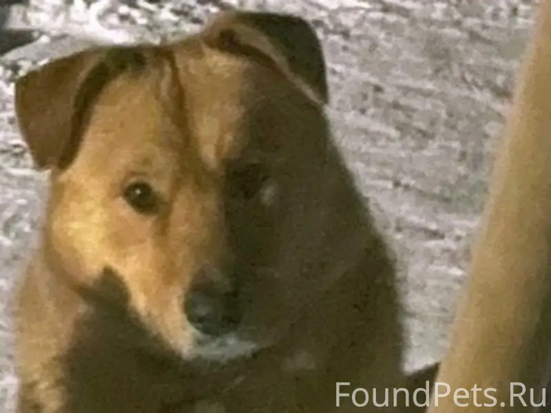 Пропал Рекс, собака