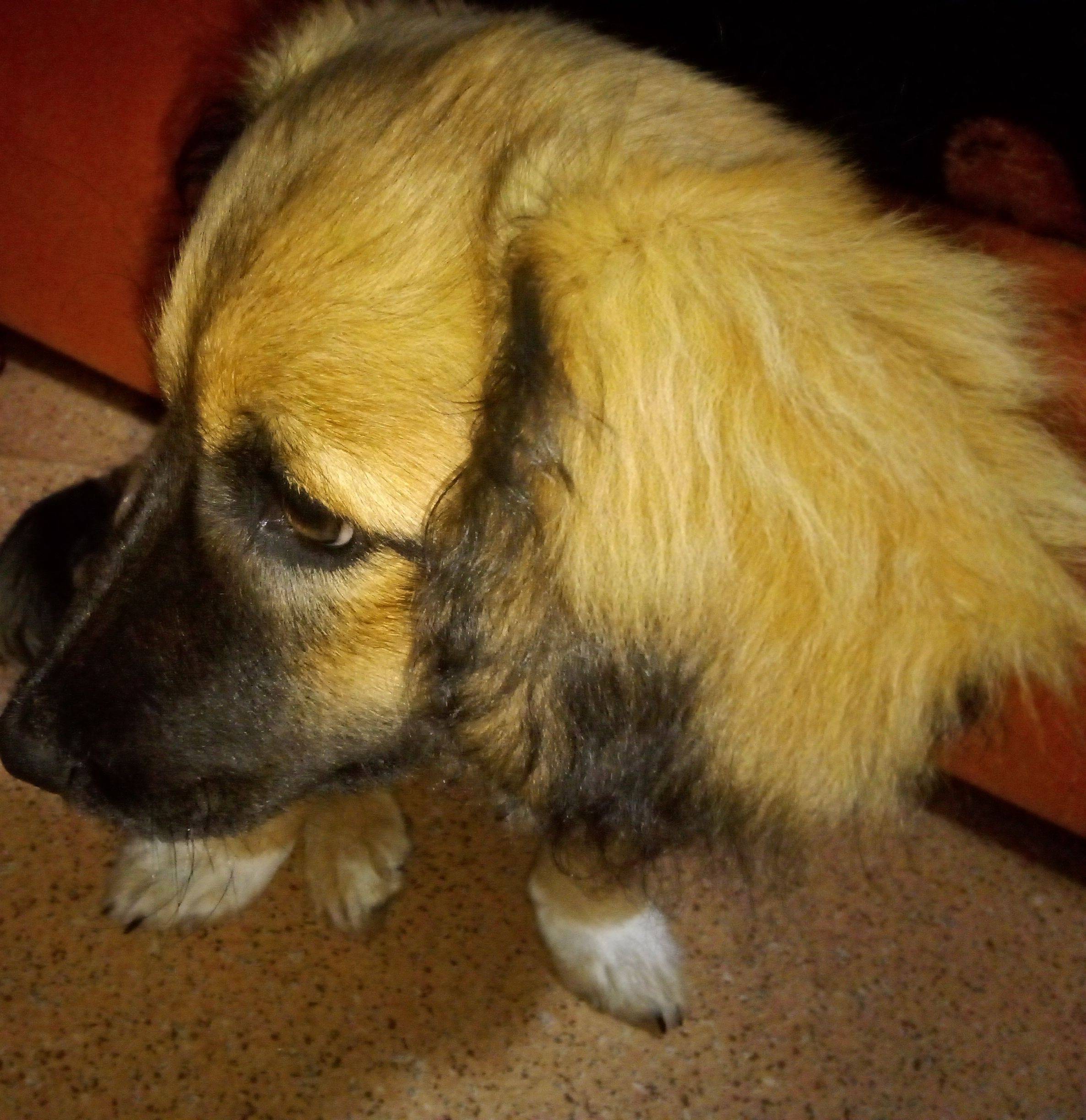 Пропал Лорд, собака