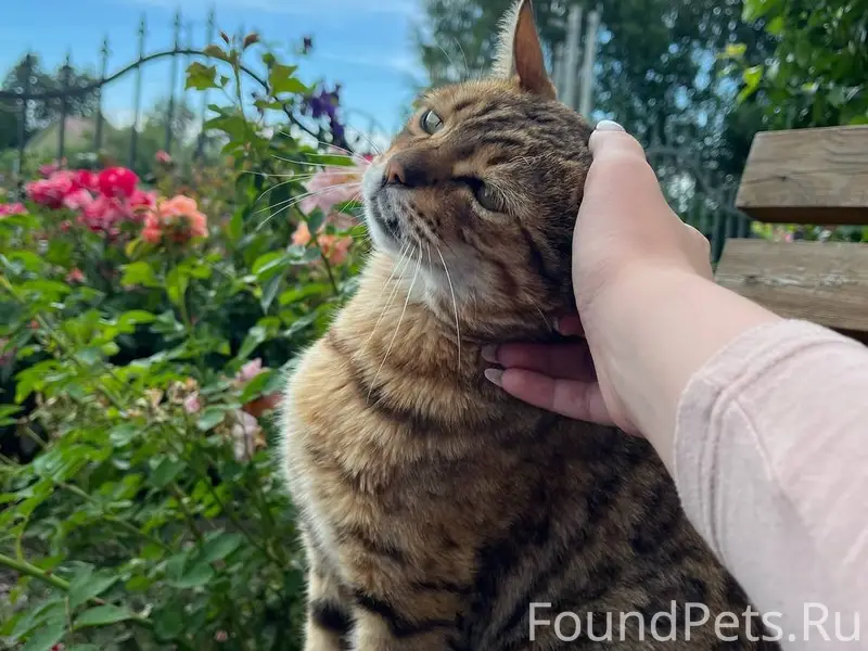 Пропал бенгальский кот Брюс, п. Дорожный