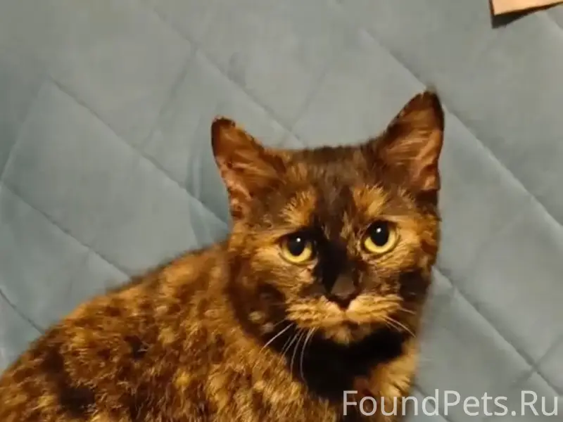 Найдена кошка, Рязань