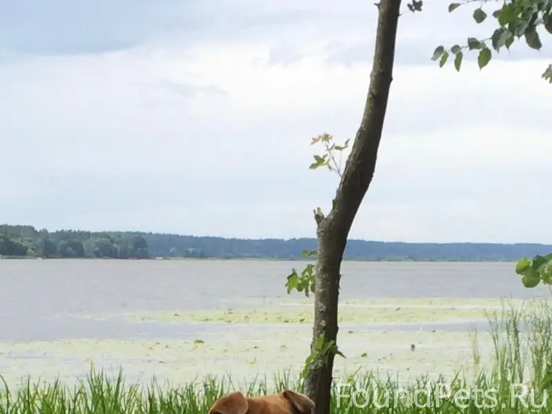 Пропал пёс Барни