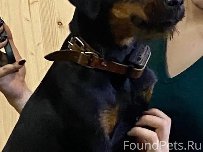 Пропала Немецкий охотничий терьер Чара, Краснослободск