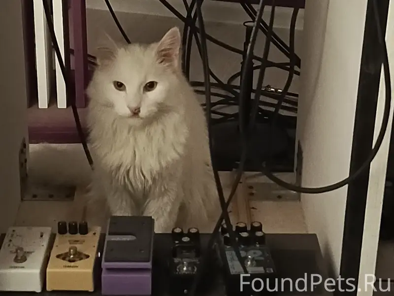 Найден белый кот, Ползунова 15, корп. 2