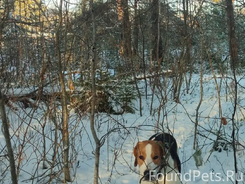 Пропал выжлец Гром, район впадения Киржи в Топсу