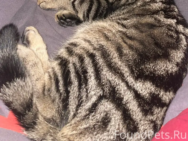 Пропала кошка Тиша, улица 1-я Локомотивная