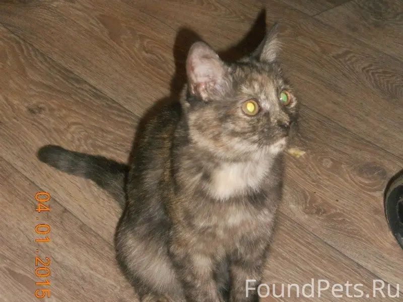 Пропала кошка Лиза, Ленина 8