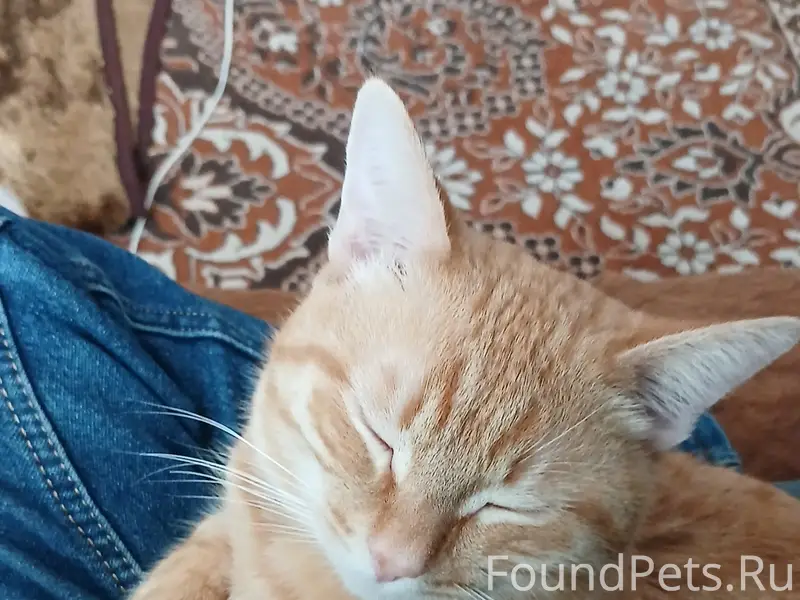 Пропал кот Муфаса, Мичуринский совхоз