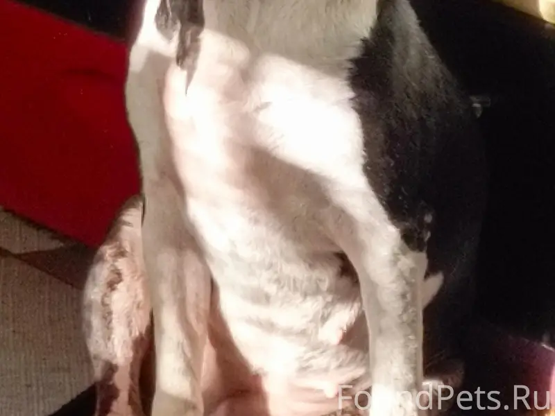 Пропал бультерьер, видели в Пестенькино