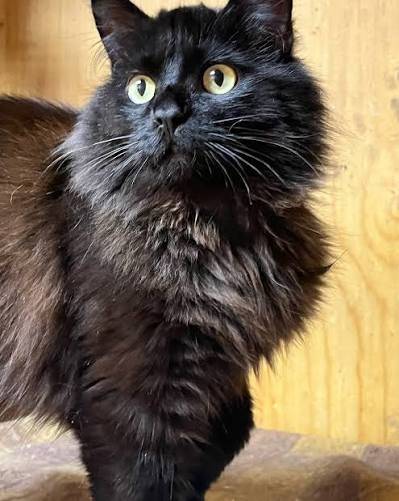 Пропал кот, может находиться на Чайкиной, Масленникова, Суркова