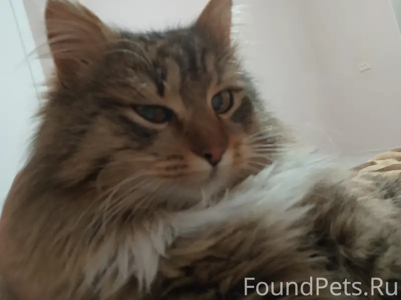 Пропал кот, Киржач