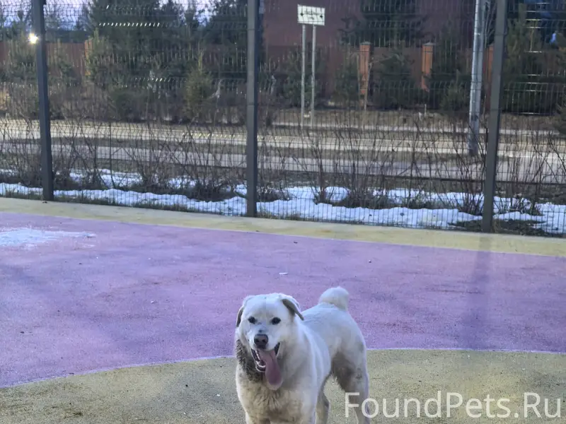 Найден пёс, Александровская, Сестрорецк