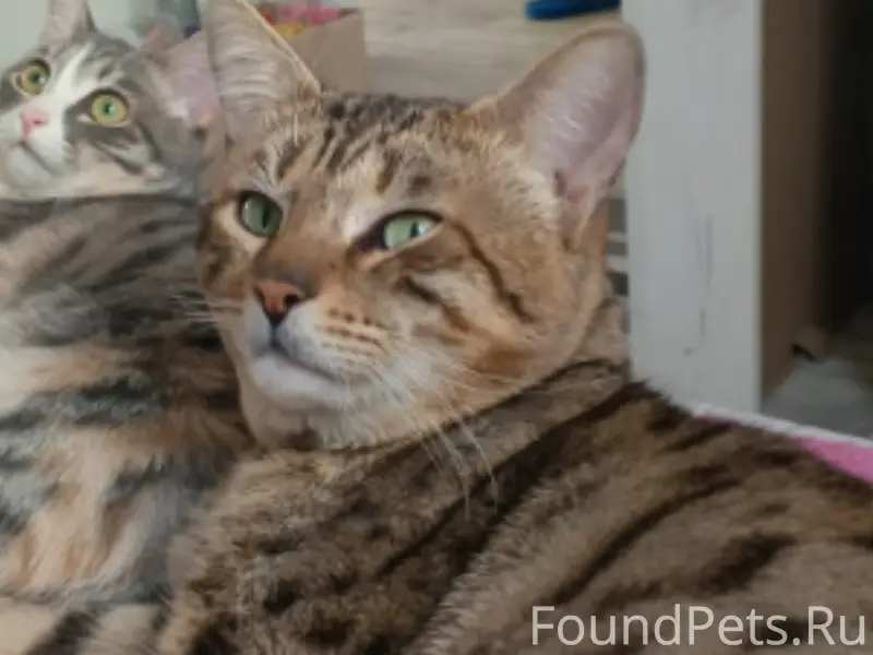 Пропал кот Барс, район Суворова, Универсал