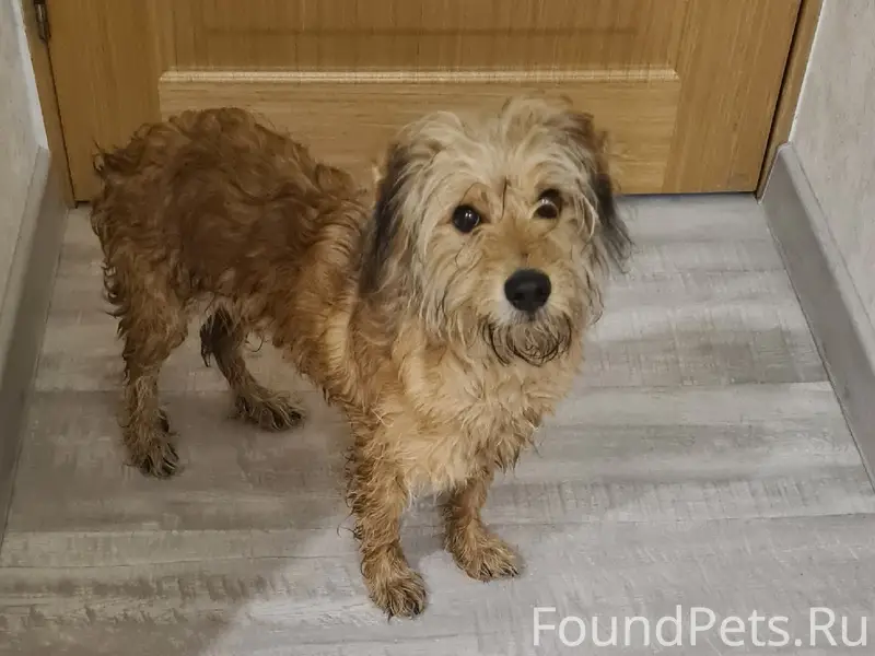 Найден тип собака, 2 проезд Металлургов