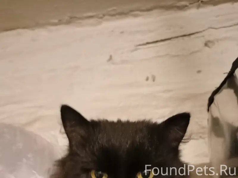 Пропал чёрный кот, район П. Комунны - Первомайская