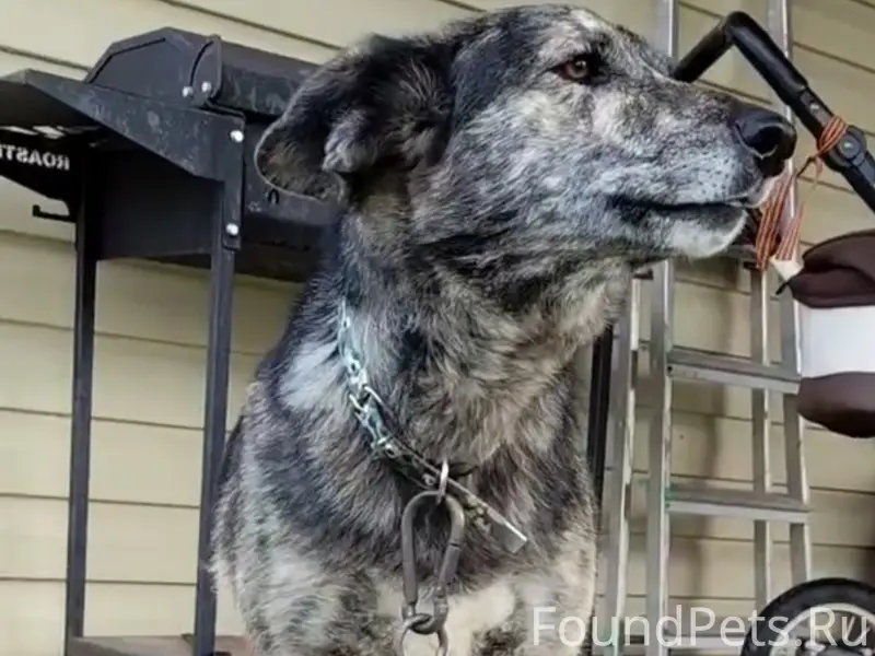 Пропала собака Чеба, д. Анциферово