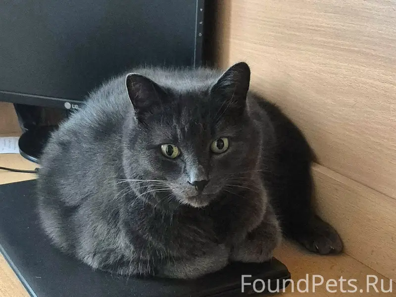 Пропал кот, Приозерский р-н, п. Сосново