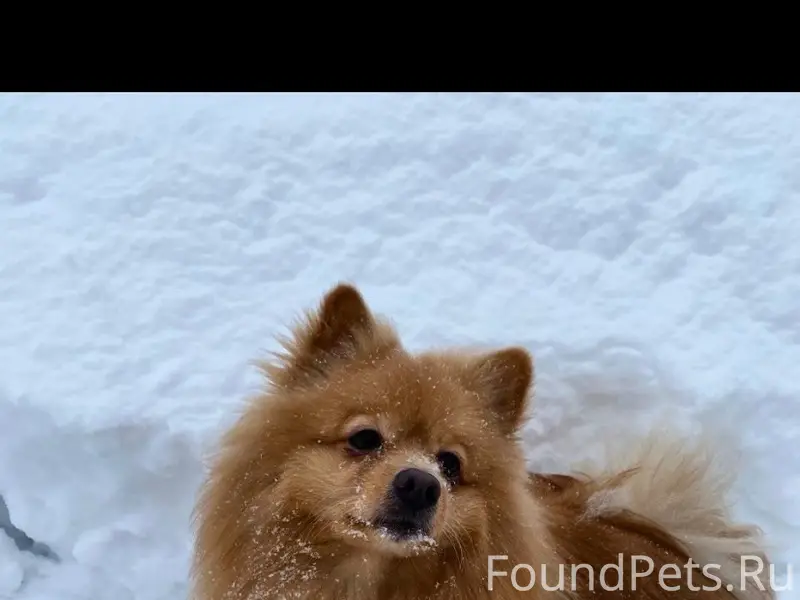 Пропала собака шпиц Чопа, улица Ботвина