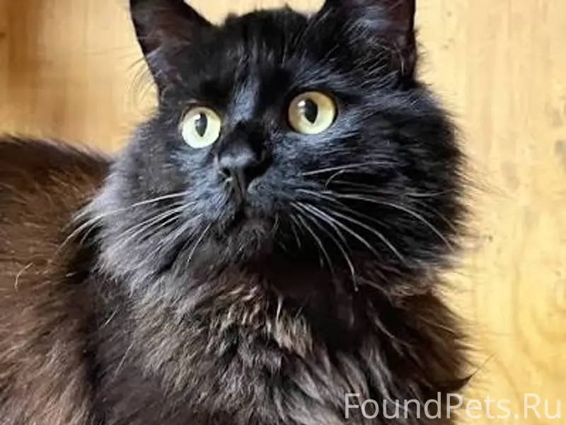 Пропал кот, Челябинск