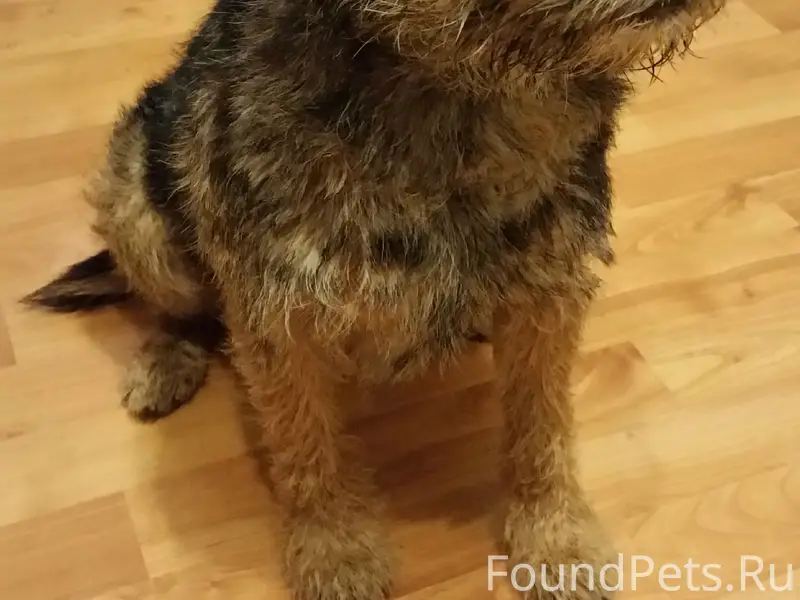 Пропал пёс, Шолохово (Новленский сельсовет)