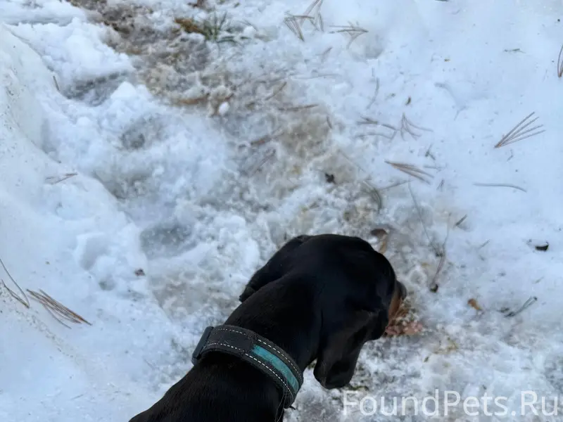 Найден кобелёк такса, Шапошникова