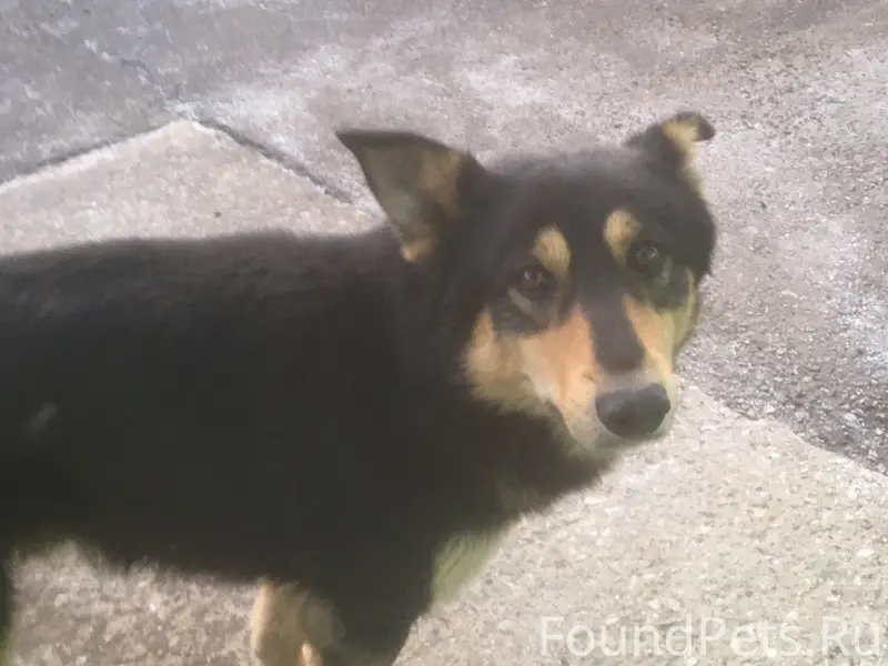 Найден пёс, служебная территория Глобуса