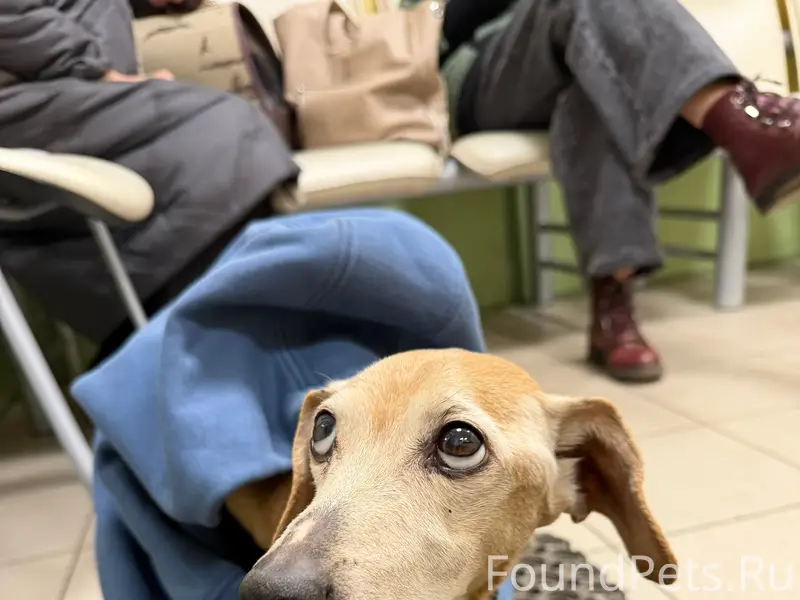 Найден возрастный метис таксы, Егерская слобода