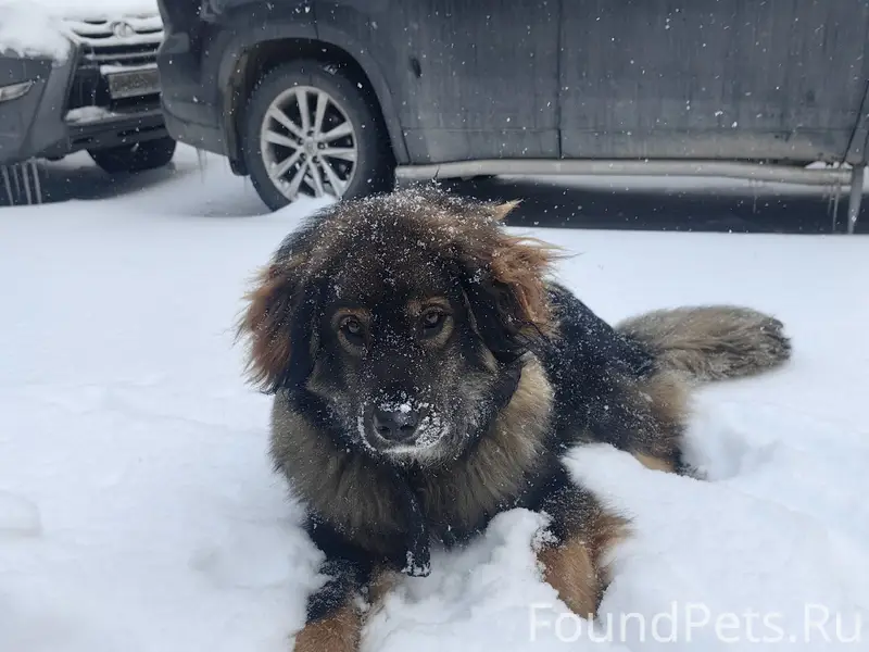 Найден пёс, позвоните по номеру для связи