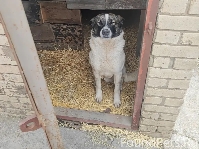 Пропал Джек, село Петрушино