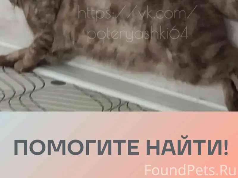 Пропал кот, Саратов, улица Емлютина