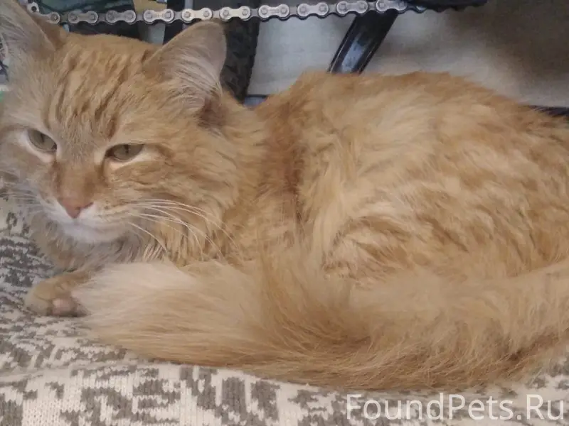 Найден кот, [без клички]