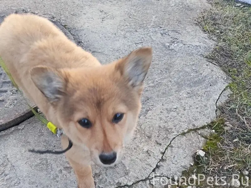 Найден щенок, ищем хозяев