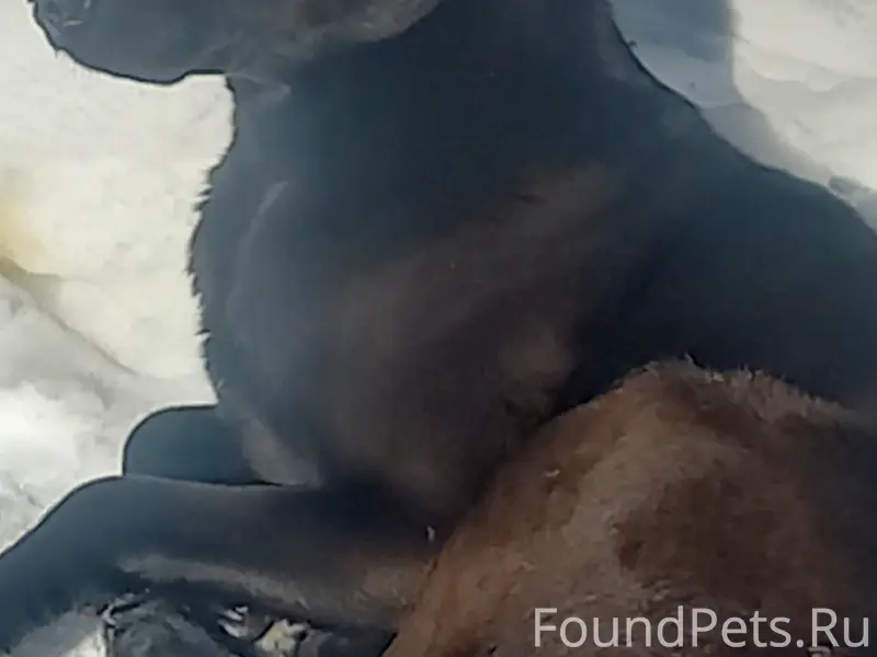 Пропал пёс Боцман