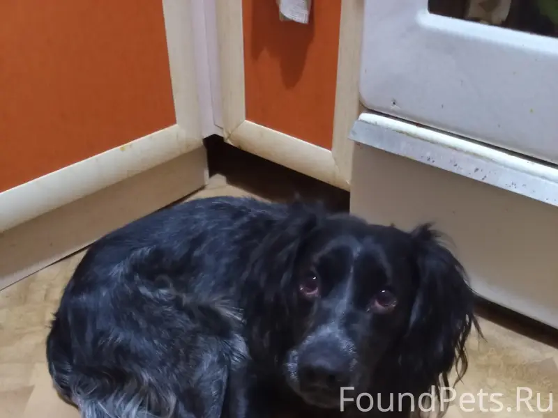 Найден спаниель, ищет новых хозяев