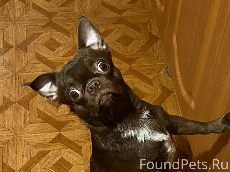 Пропал Рокки, район Маминого хлеба