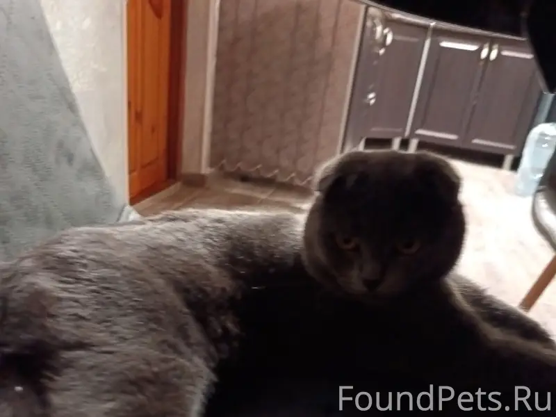 Пропал британский вислоухий, улица Пролетарская