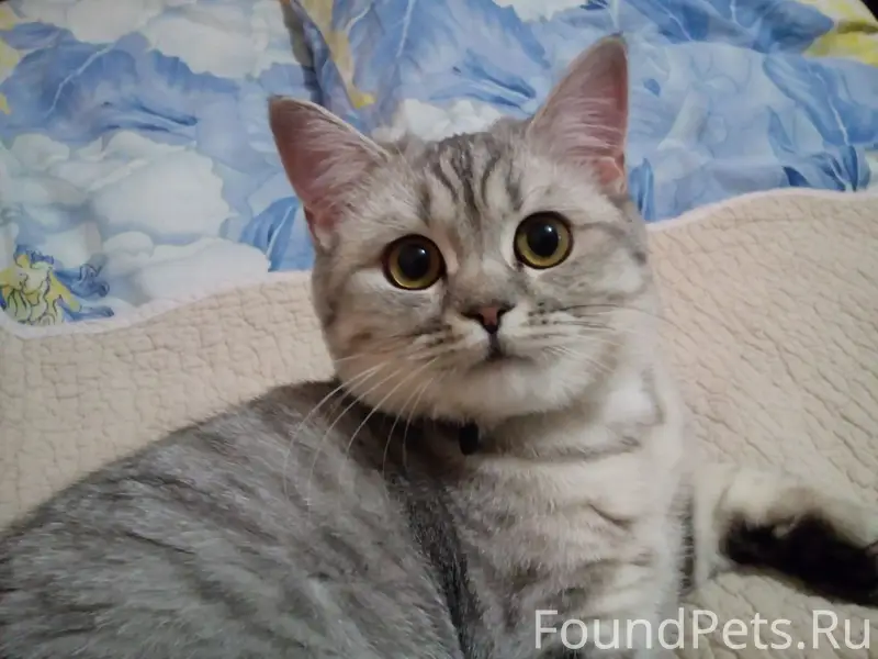 Пропала кошка Софочка, район ремзавода