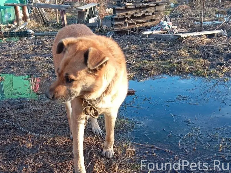 Пропал пёс Буч, садовый участок Связист