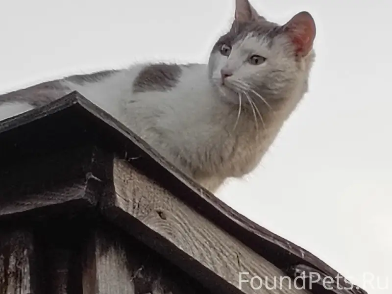 Пропал кот, улица Правды 4