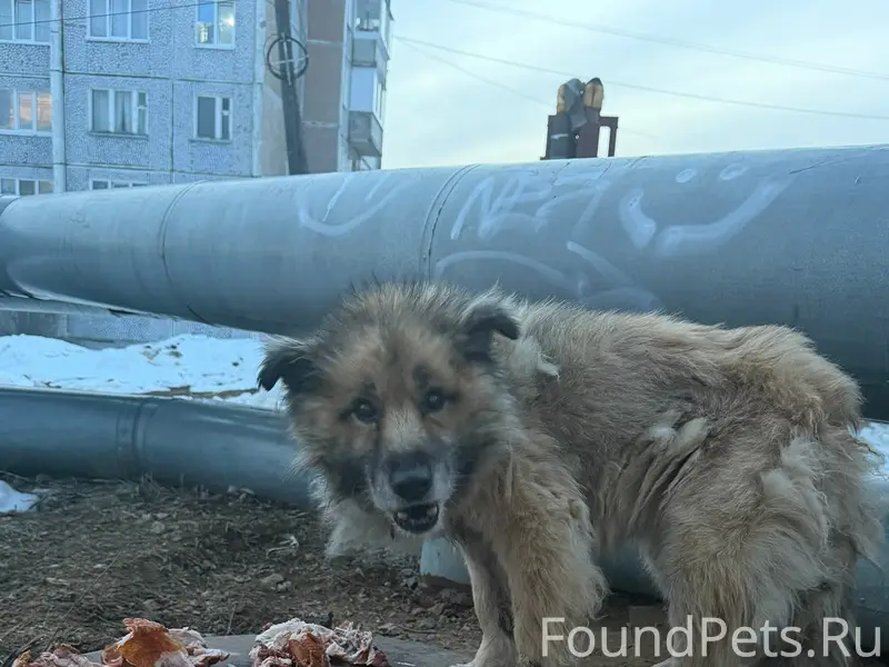 Найден пёс среднего размера, ласковый, в ошейнике