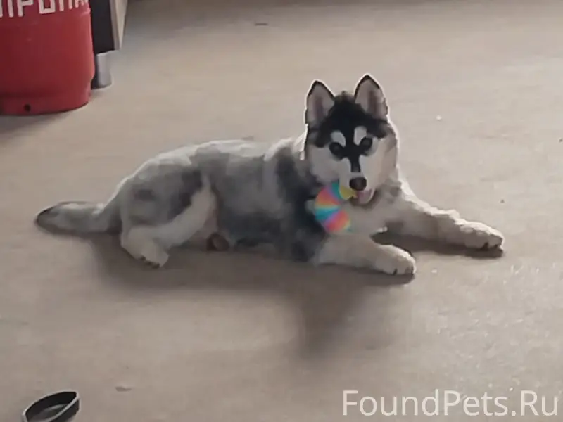 Пропала собака Эльза, Туринщина