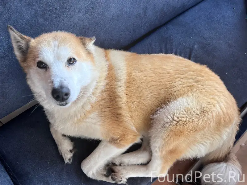 Найдена собака, п. Черемушский