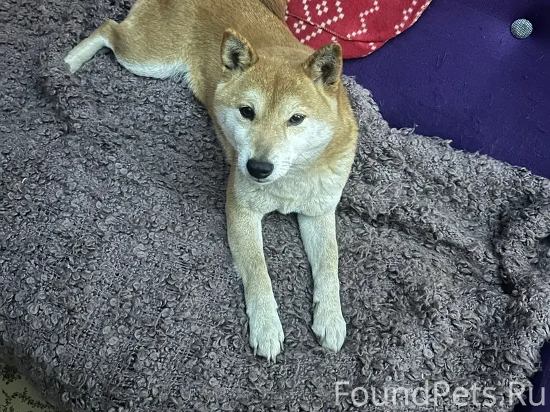 Найден Сибу-ина, г. Темрюк