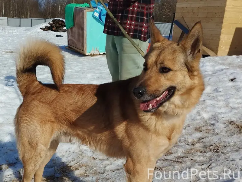 Пропал пёс Бим, Переславль-Залесский