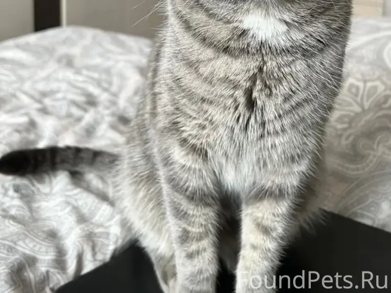 Пропал серый кот Кокос