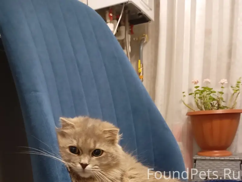 Пропала кошка Пуся, с. Кизильское