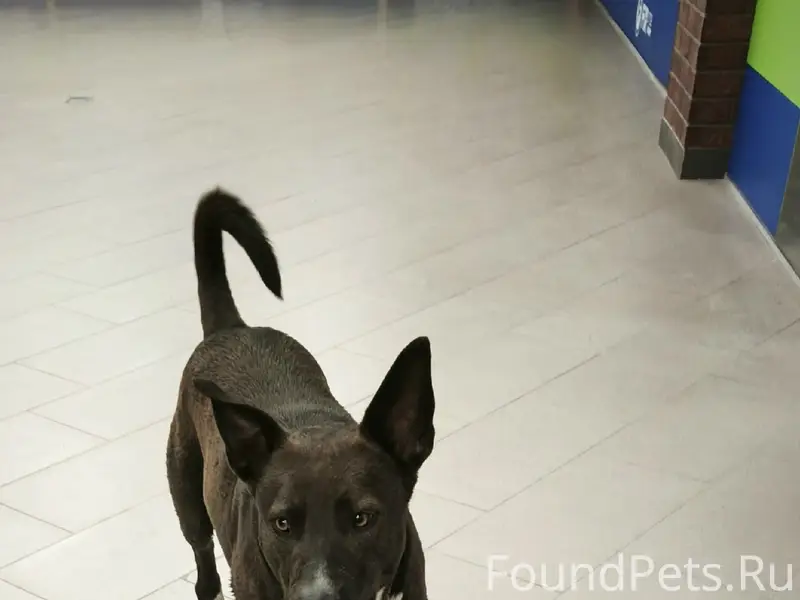Пропал пёс, находится в ТЦ Гранд, Советский проспект