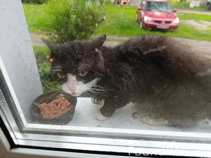 Пропал метис Корниш Рекс, пос. Мичуринский